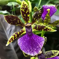Zygopetalum