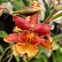 Odcdm. Catatante 'Sun King' — In Bud/Spike