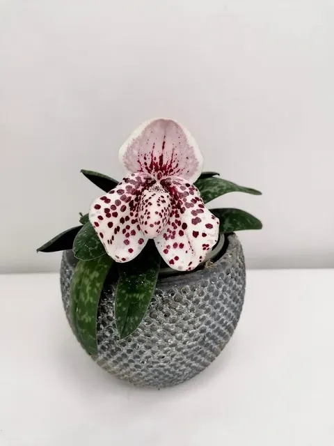 Paphiopedilum bellatulum x sib (Paphiopedilum)