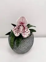Paphiopedilum bellatulum x sib ( New Zone x Perfecto )