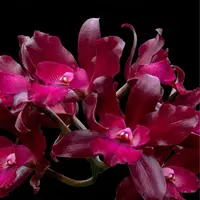 Cattleya (Ctt.) Netrasiri Dark Prince Orchid Plant - BS