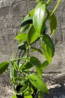 Vanilla planifolia "Vanilla Orchid" 5"
