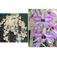 Den. primulinium Laos X Den. anosmum - A Touch of Class