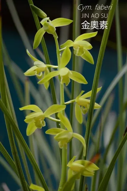 Cymbidium faberi 'Jin Ao Su'