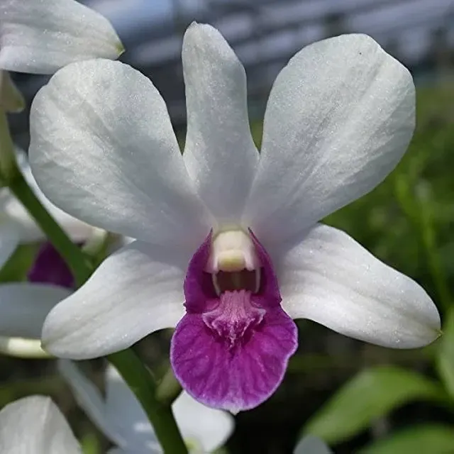 Dendrobium Big Charming (Dendrobium)