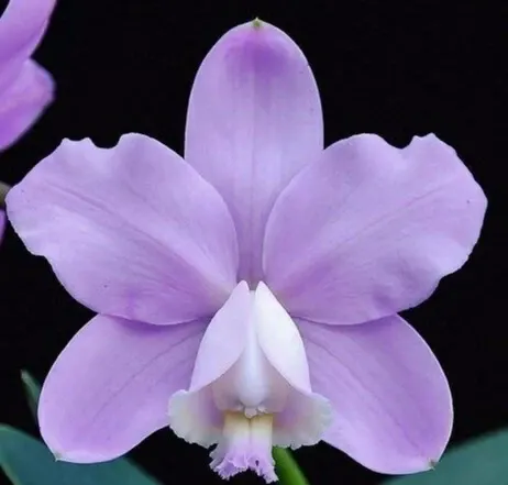 Cattleya Loddigesii Aranda X Sib