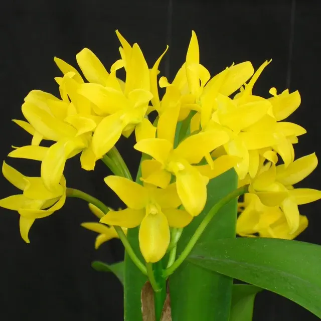 Cattleya aurantiaca