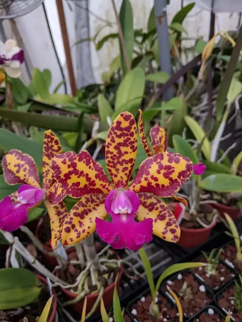 Cattleya lulu-orchidom (Cattleya)