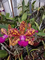 Cattleya lulu-orchidom Brabant ‘Rogue Orchids’ x Cattleya Sun spots ‘Baker’s perfection