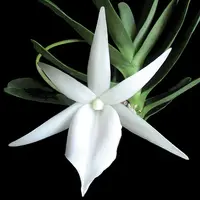 Angraecum didieri