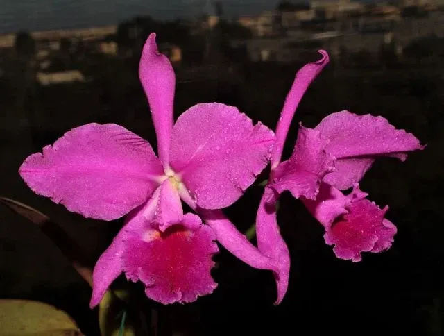 Cattleya jenmanii var rubra (Cattleya)