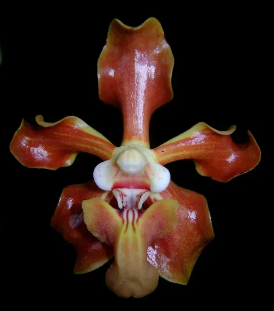 Vanda helvola (Vanda)