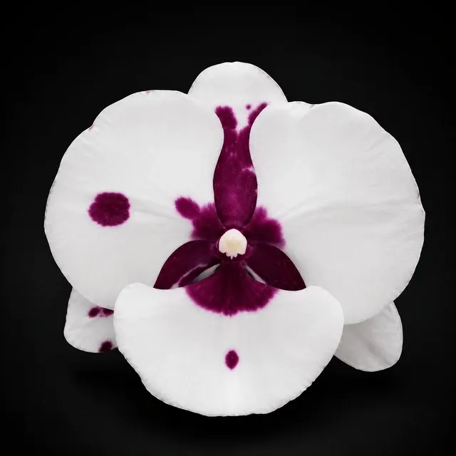 Phalaenopsis King Car Pieris Canidia