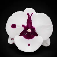 Phalaenopsis King Car Pieris Canidia - big lip