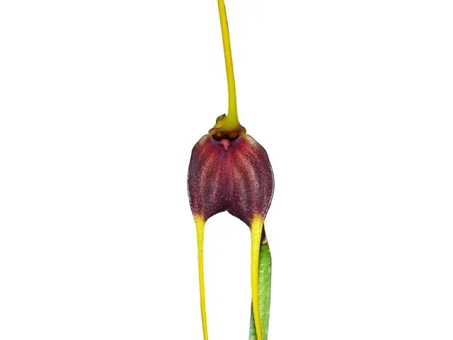 Masdevallia posadae (Masdevallia)