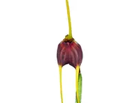 Masdevallia posadae