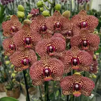 Phalaenopsis Leopard Queen Blooming Size