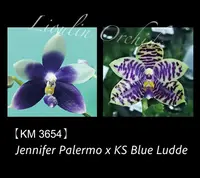 Phal. Jennifer Palermo x KS Blue Ludde