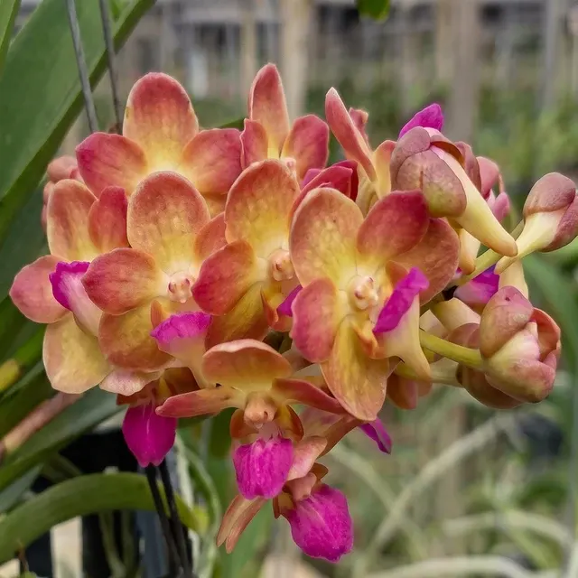 Vanda Witipanara 'Manoonya' (Vanda)
