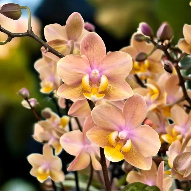 Phalaenopsis Scention (Phalaenopsis)