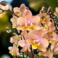 Phalaenopsis Scention (Aromio Fresh, Mineral) - flori intens parfumate - miniatura
