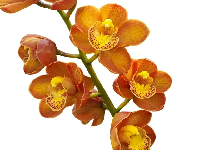 Cymbidium Druin Masterpiece 'Renae' (Cymbidium)
