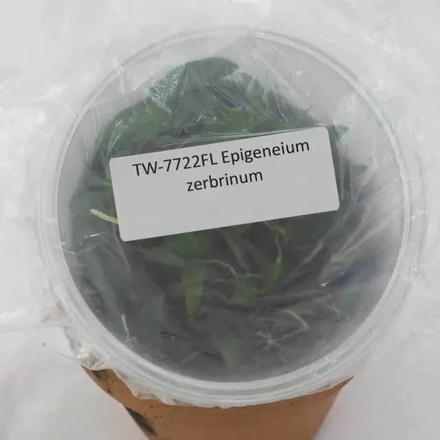 Epigeneium zerbrinum (Epigeneium)