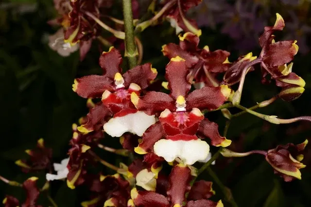 Oncidium Sharry Baby HCC/AOS 'Raspberry Chocolate'