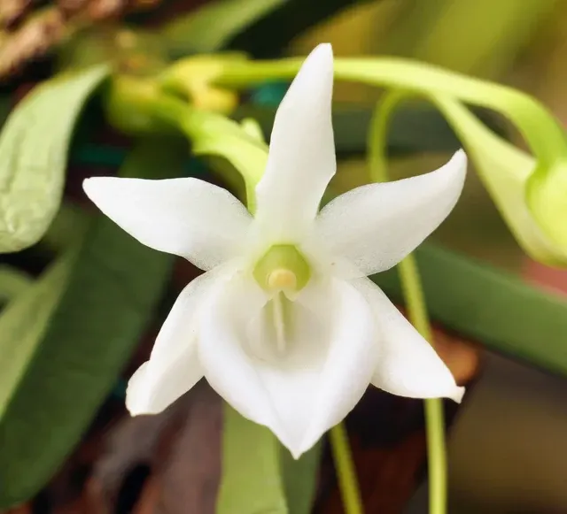 Angraecum compactum (Angraecum)