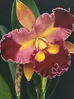 Cattleya Orchid Plant Bare Root 2-3 Stems No Tag, Unique Flowering Houseplant, Cattleya spp.