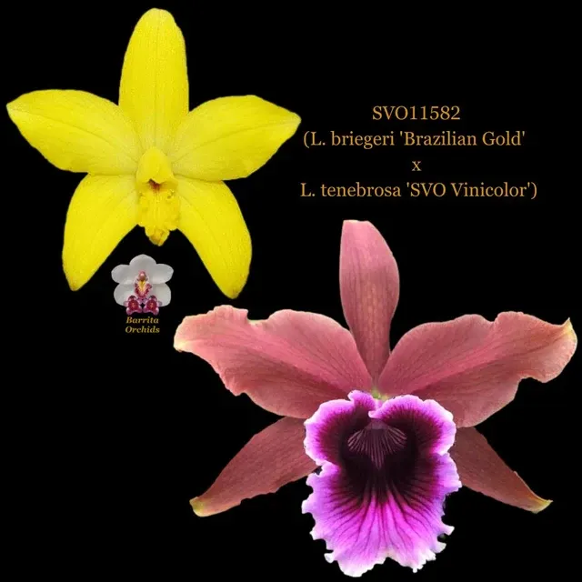 Cattleya Orchid Hybrid SVO11582 'Brazilian Gold'