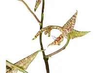 Gongora bufonia