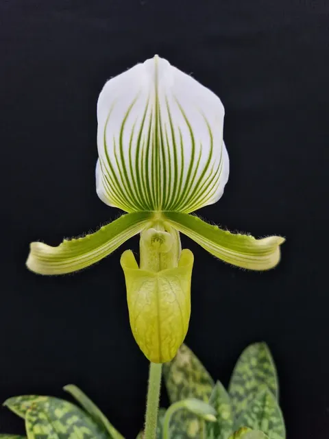 Paphiopedilum maudiae 'Charlotte'