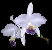 Cattleya lueddemanniana var. coerulea