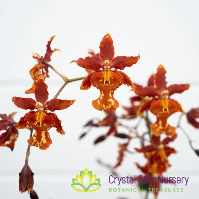 Miltonidium Guann Shin Rouge 'Ruby'