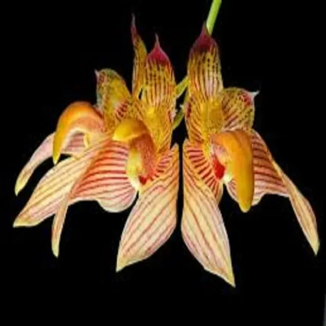 Bulbophyllum bicolor sp (Bulbophyllum)