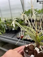 Neofinetia falcata ‘Suruga Fukurin’