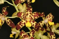 Ansellia africana — Cal-Orchid Inc.