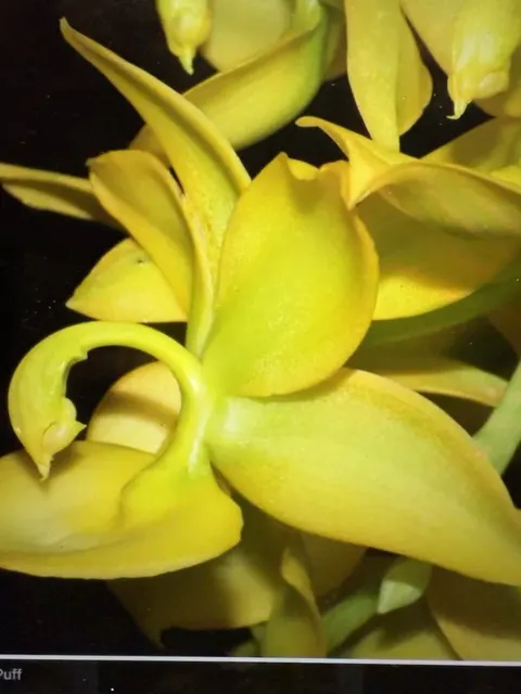 Cycnoches Taiyhoung No.1 (Cycnoches)