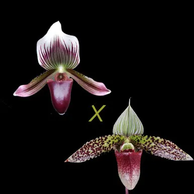 Paphiopedilum New Era