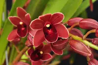 Cymbidium Dorothy Stockstill 'Forgotten Fruit' AM/AOS