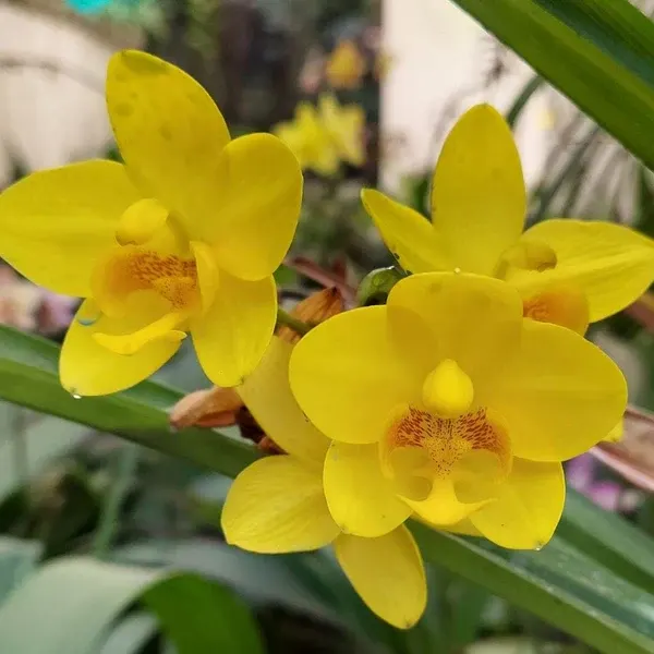 Spathoglottis 'Big Yellow'