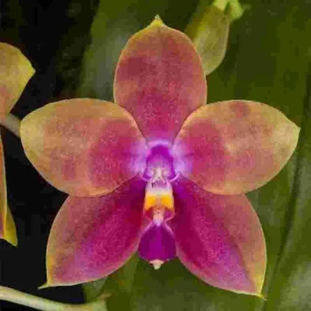 Phalaenopsis Bellina X Phal. Amboinensis (Phalaenopsis)