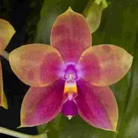 Phal. Bellina X Phal. Amboinensis