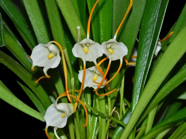 Masdevallia laucheana (Masdevallia)