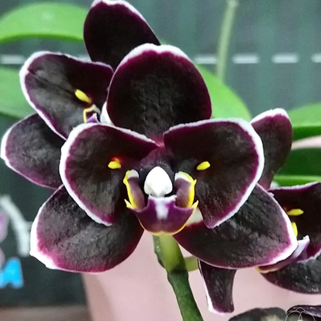 Phalaenopsis Miki Little Fox