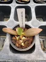 Aerangis seegeri