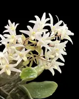 Eria obesa (Well Size)