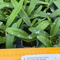 Rhynchonopsis Dragon Charmy (= Sedirea japonica × Rhynchostylis gigantea) 1.7" — Planted