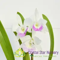 Blc. Hawaiian Stars